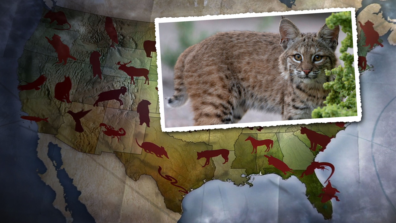 National Geographic Wild - United States of animals