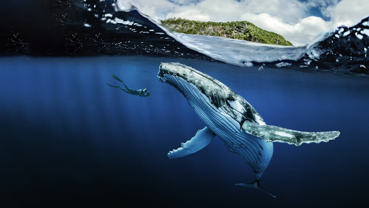Animal Planet - Chasing ocean giants