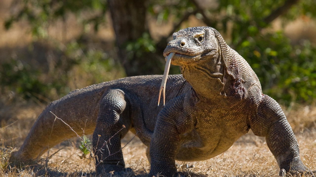 National Geographic Wild - Asiens vilda hemligheter
