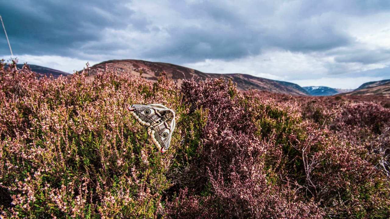 Skottland: Ett år med vild natur