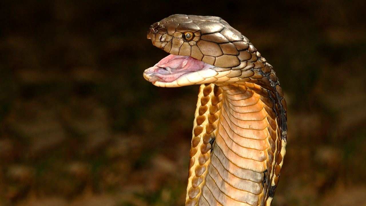 National Geographic Wild - Världens dödligaste ormar