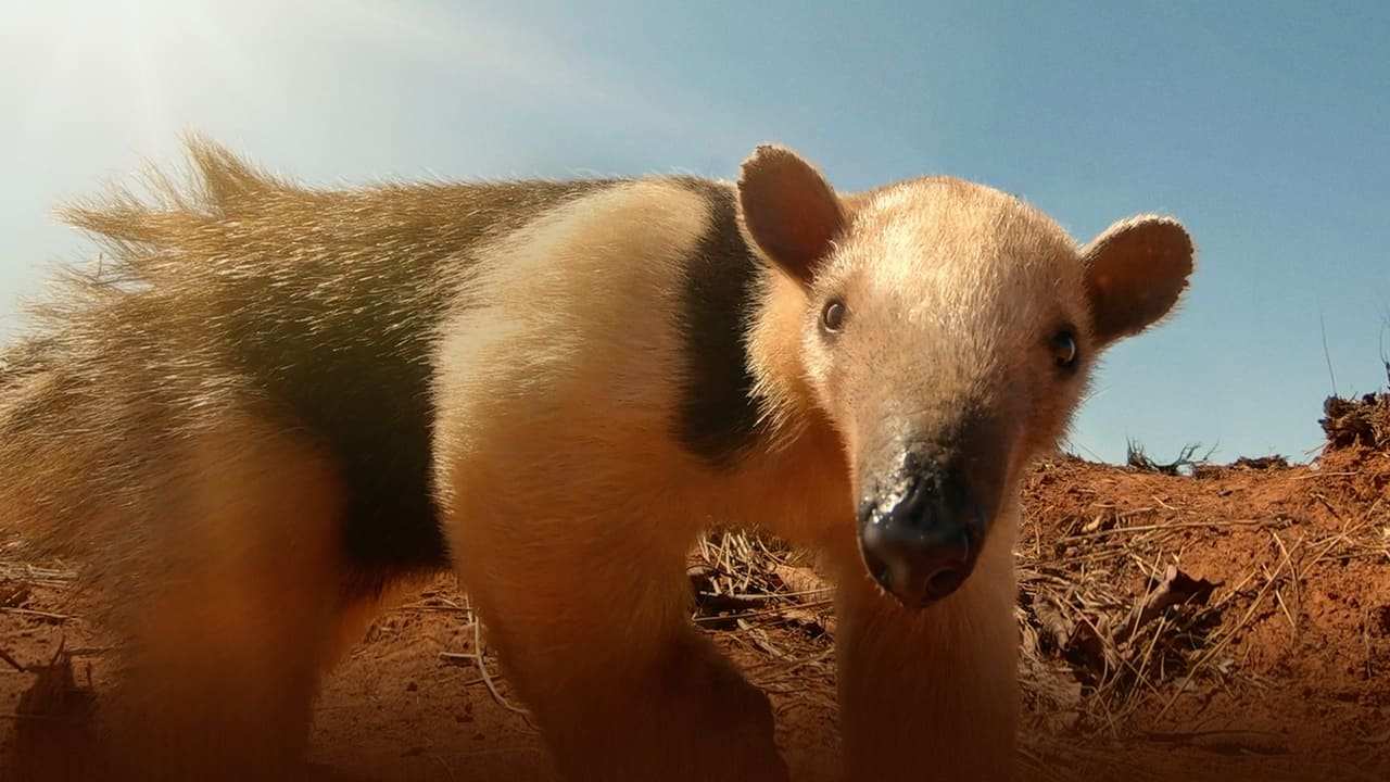 National Geographic Wild - South America's weirdest animals