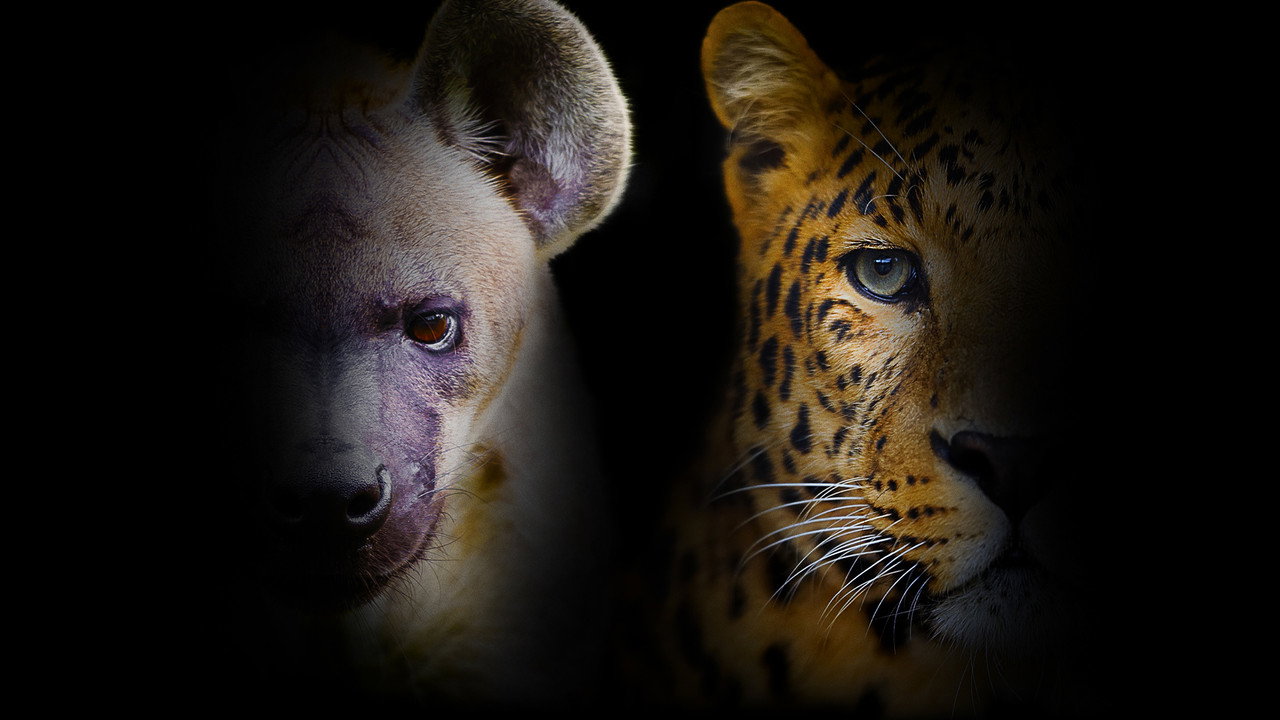 National Geographic Wild - Night stalkers