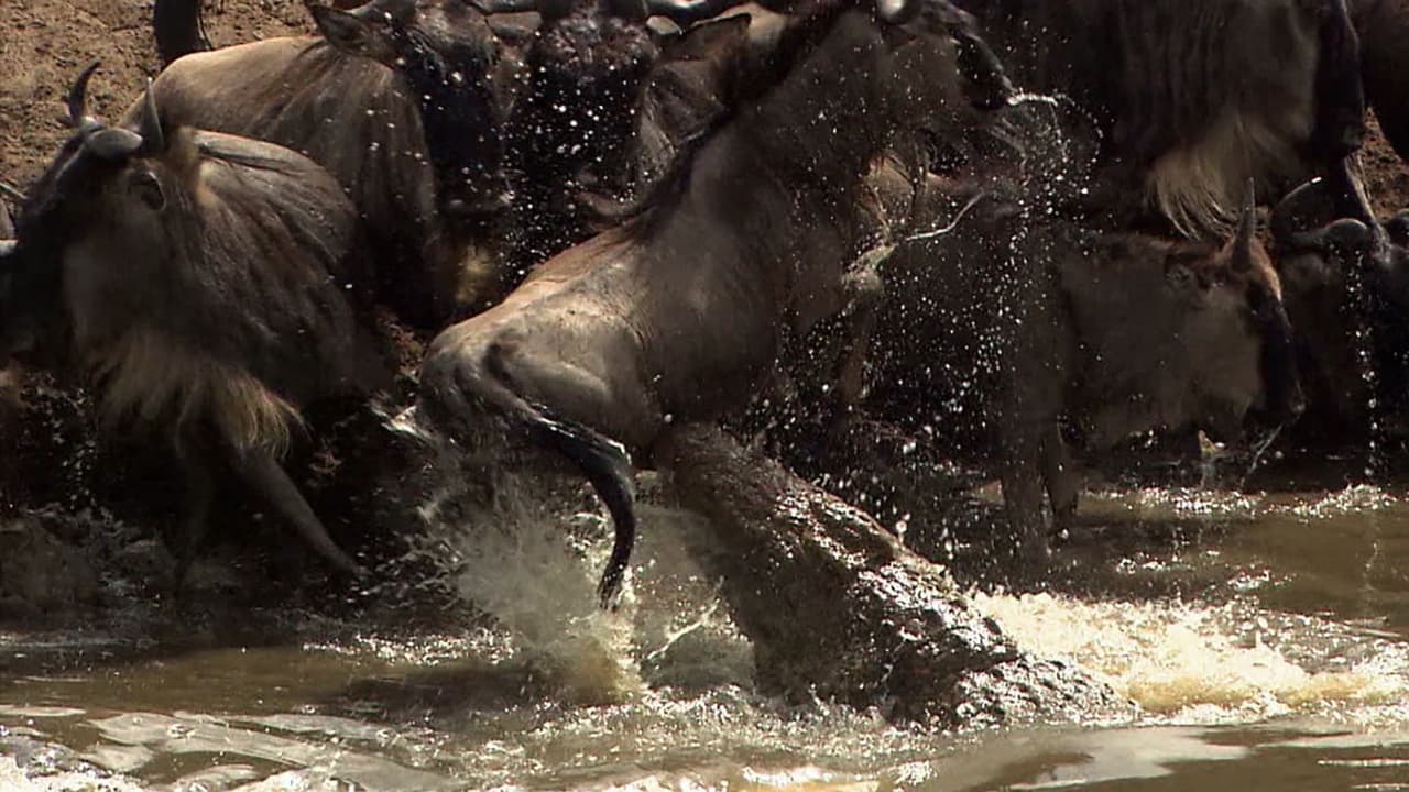 National Geographic Wild - Afrikas dödliga kungarike