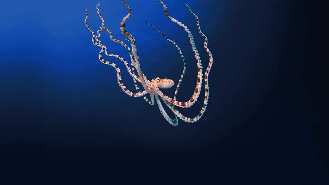 National Geographic - Secrets of the octopus