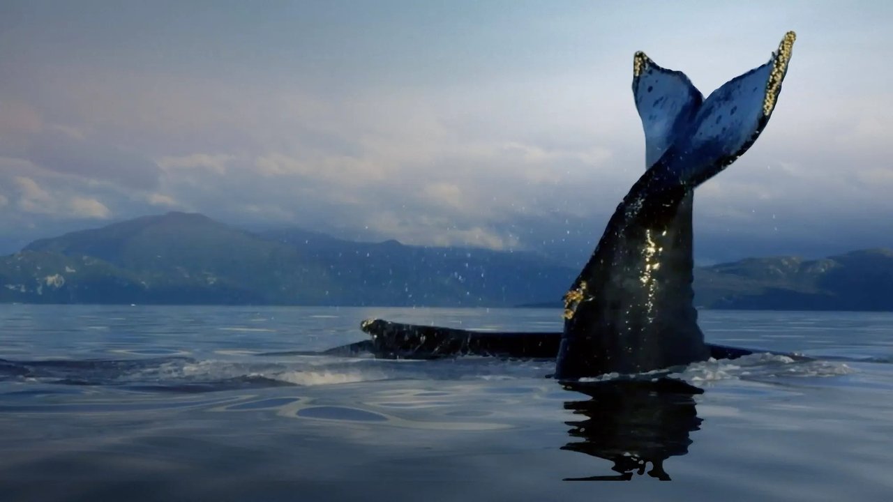 Kunskapskanalen - The Humboldt Current