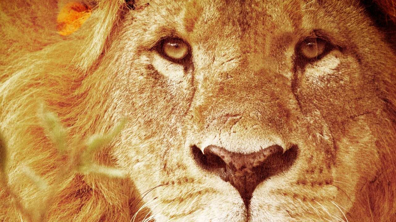 Animal Planet - Predators Up Close with Joel Lambert
