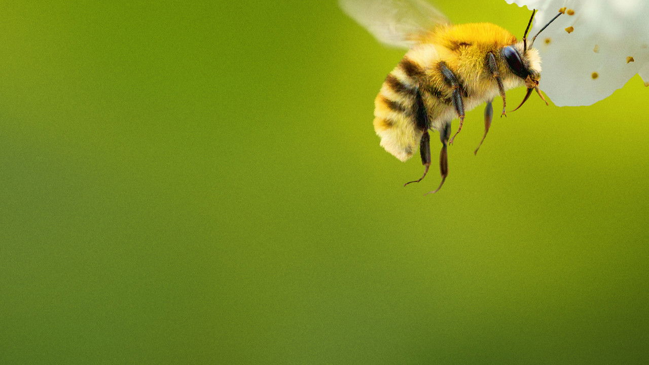 National Geographic Wild - Secrets of the bees