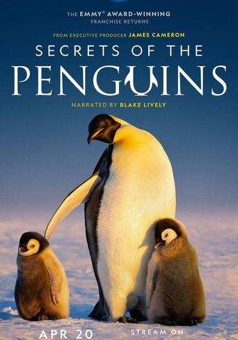 Bild från filmen Secrets of the penguins