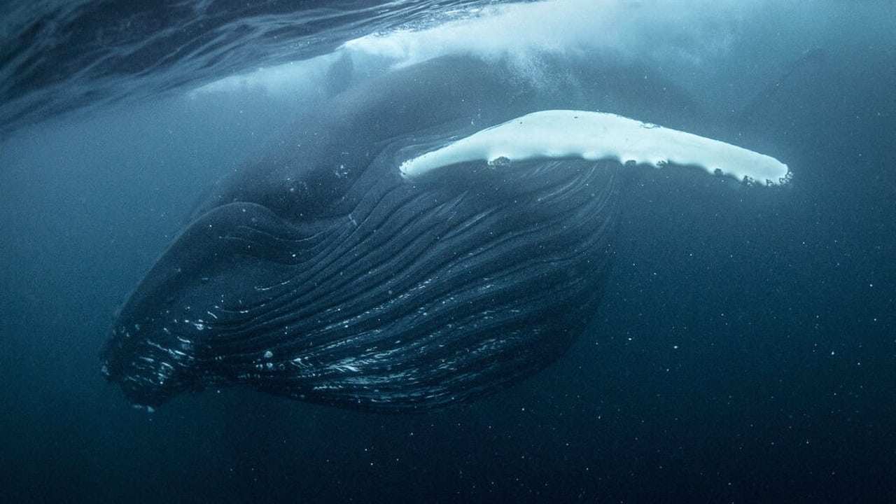 North Atlantic: The Dark Ocean