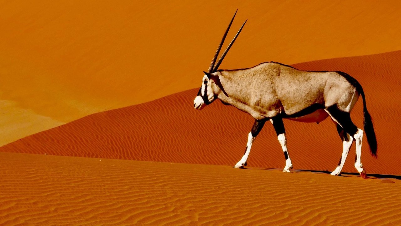 Viasat Nature - Extrema Namibia