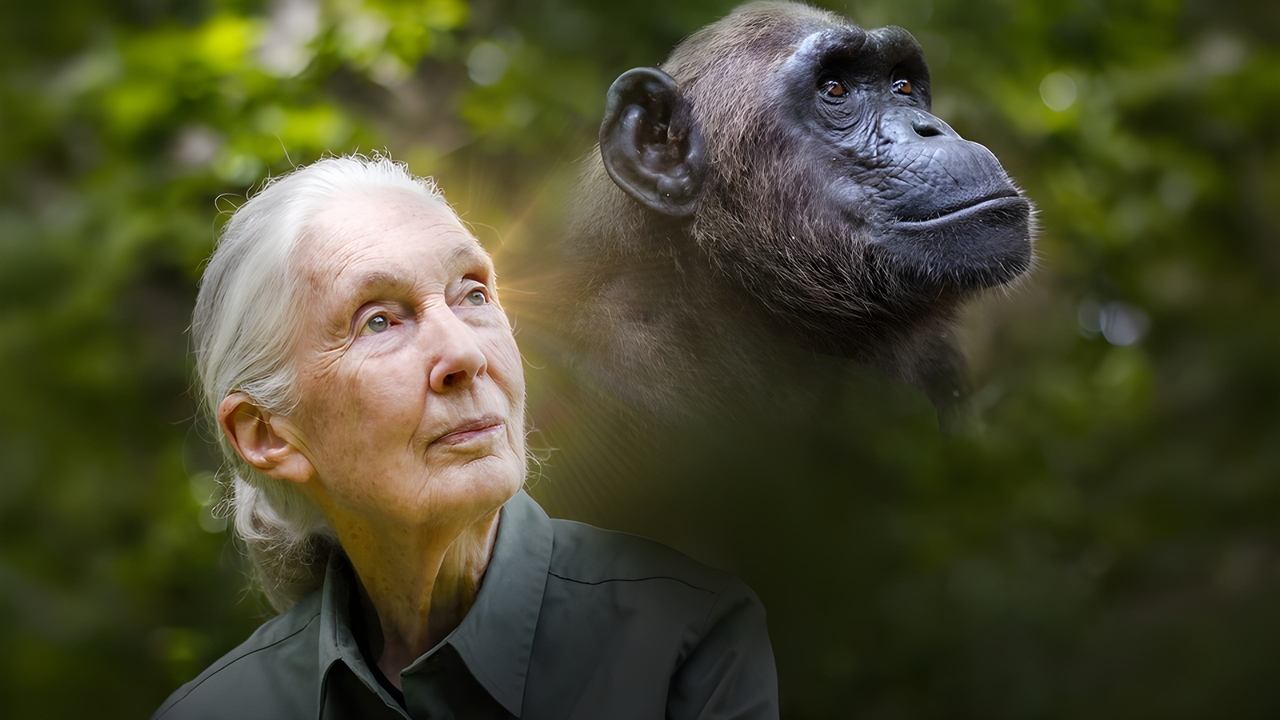 Viasat Nature - Räddade schimpanser i Kongo med Jane Goodall