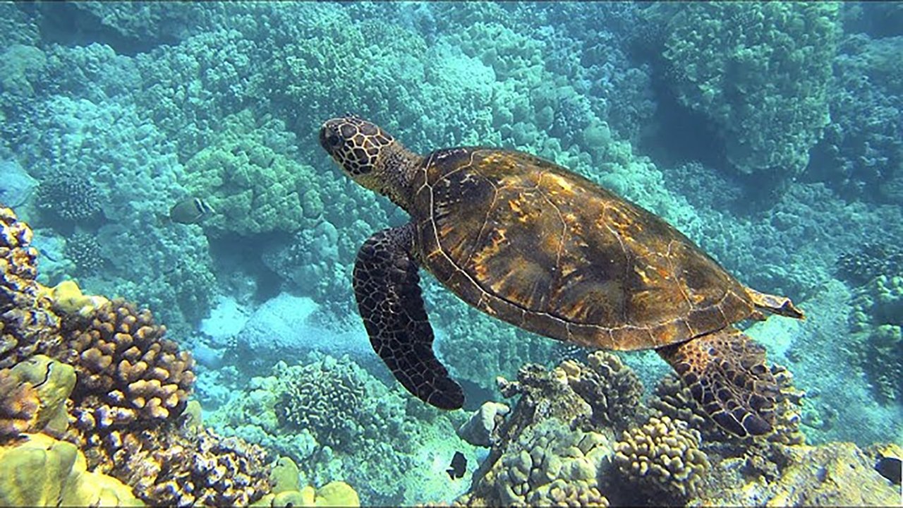 Djupdykning i Australien