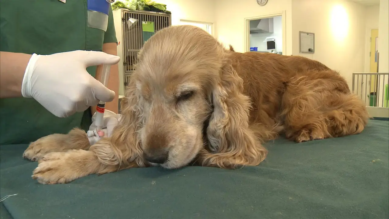 TV4 Fakta - Veterinärerna