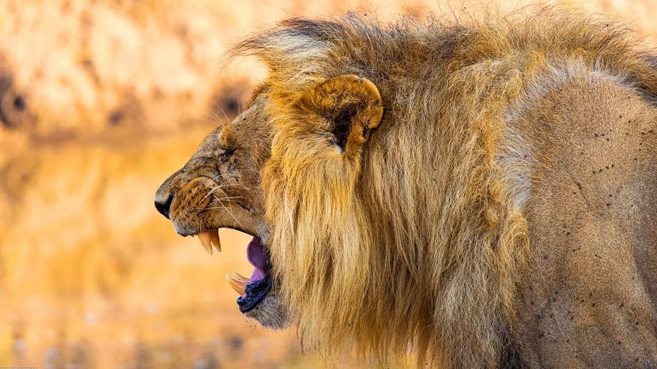 Viasat Nature - Lejonens gemenskap