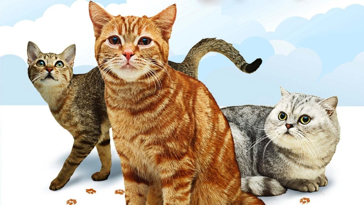 Animal Planet - Cats 101