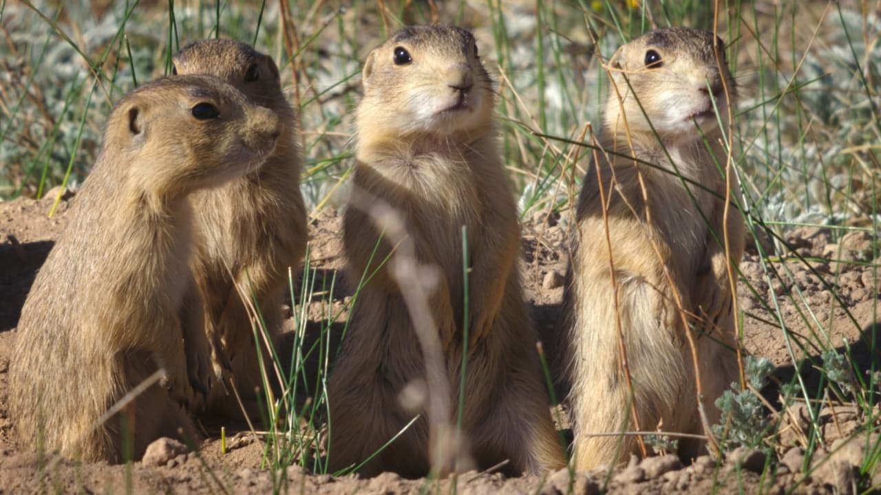 National Geographic Wild - Präriehundarnas rike