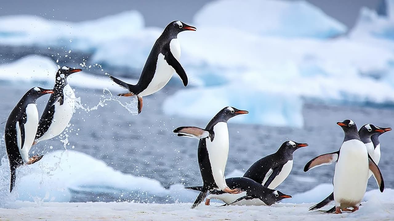 Animal Planet - Meet The Penguins