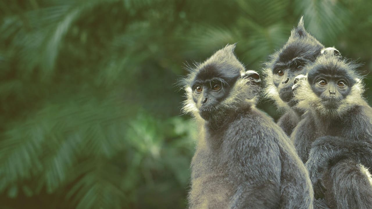 National Geographic Wild - Wild Vietnam