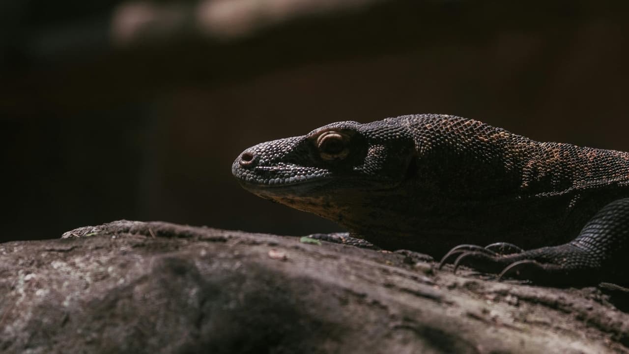 National Geographic Wild - Day of the Dragon