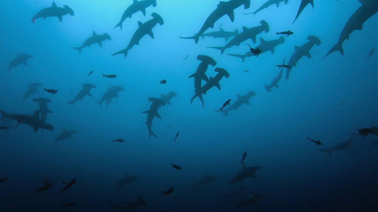 Viasat Nature - Stilla havet