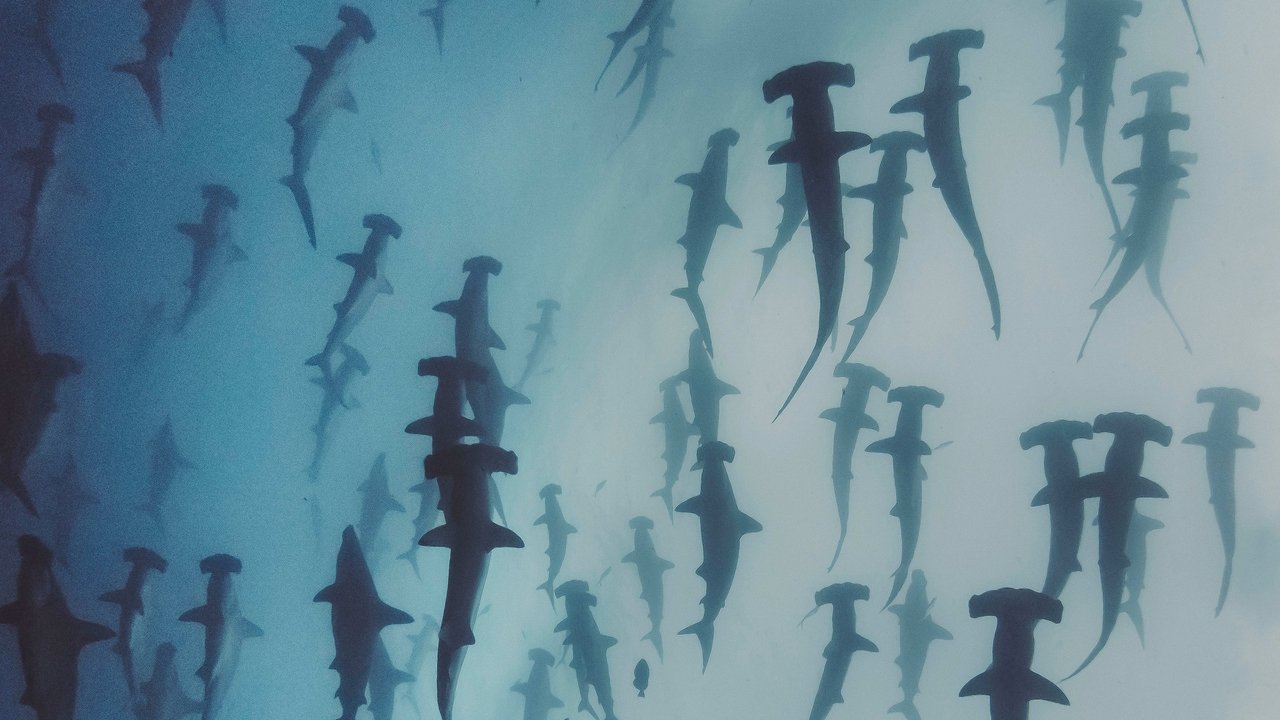 Animal Planet - Nature's strangest mysteries: Solved