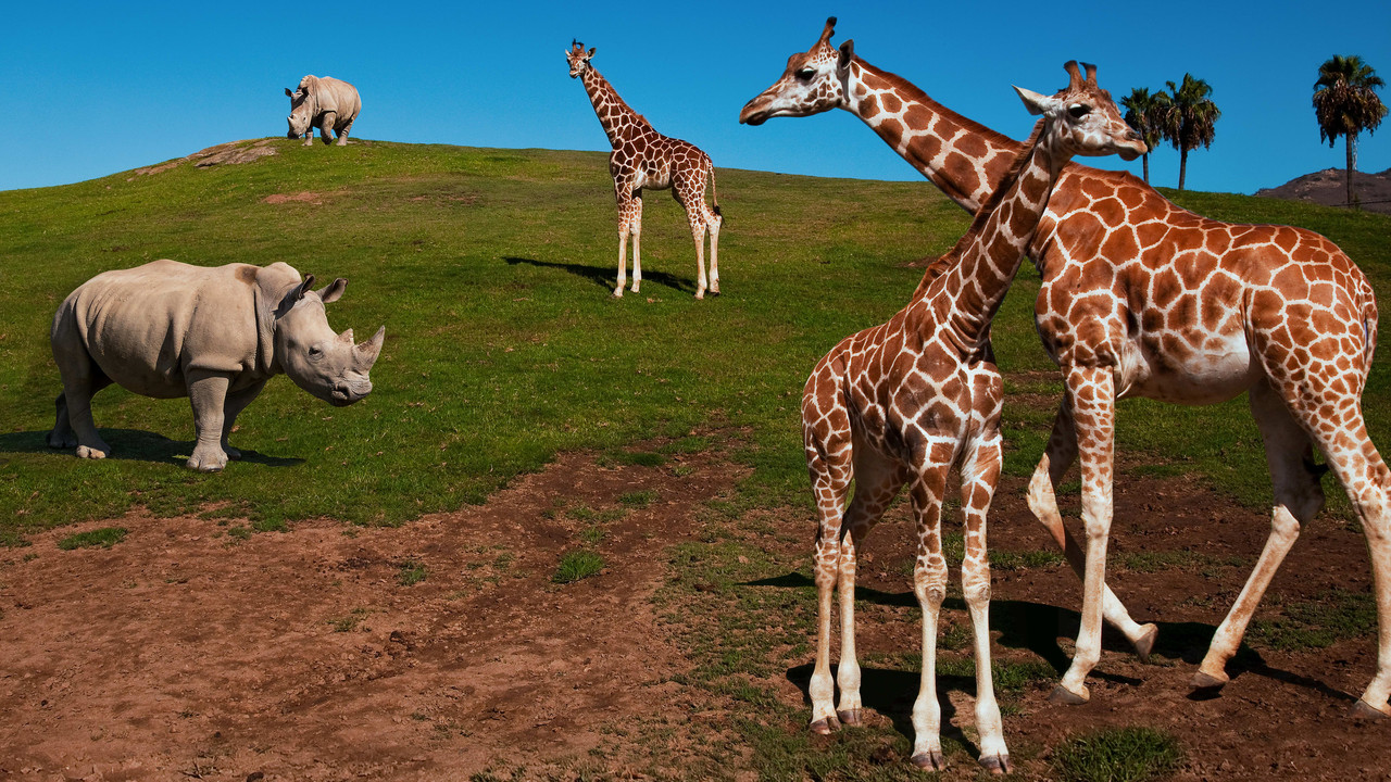 Animal Planet - The Zoo: San Diego