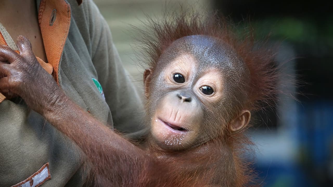 Animal Planet - Meet the Orangutans