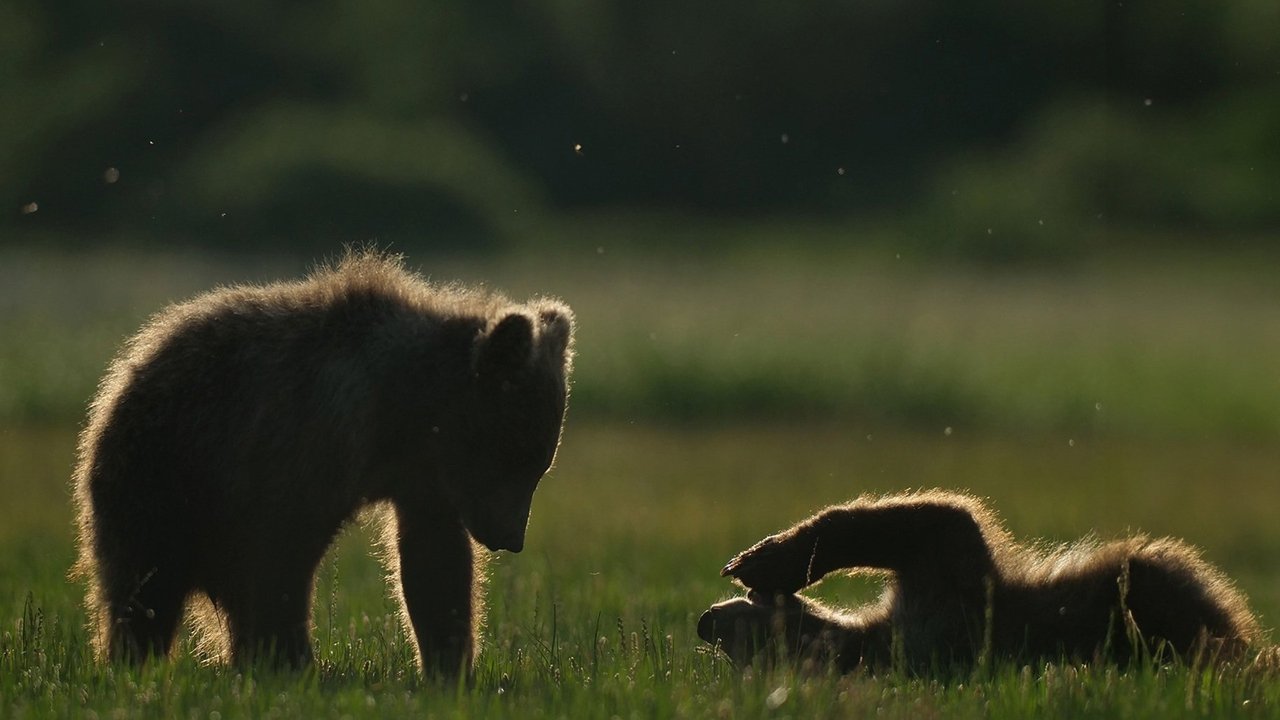 Viasat Nature - Alaska: Ett år i vildmarken